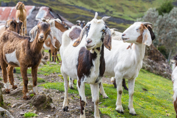 Several multi-colored goats are standing on a farm and seem to be smiling